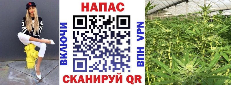 Конопля индика  Шарыпово 